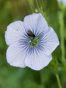 Linum usitatissimum